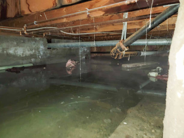 Best Water damage cleanup near me  in South Rockwood, MI