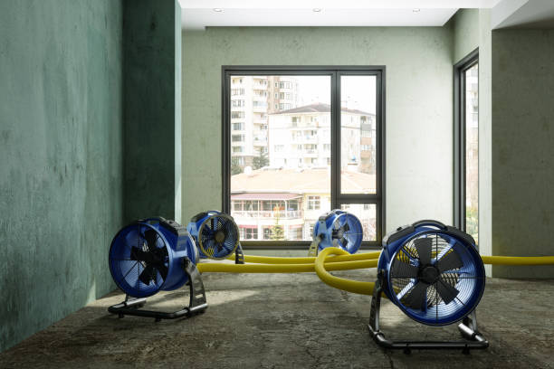 Best Water damage restoration near me  in South Rockwood, MI